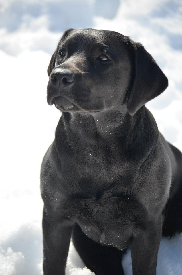 Granitehill Labradors
