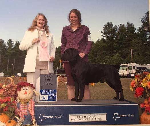 granitehill labradors