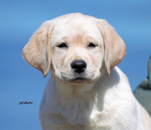 Granitehill Labradors